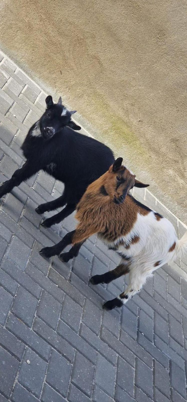 Quinta Marinhais Para Ferias No Ribatejo Kültér fotó